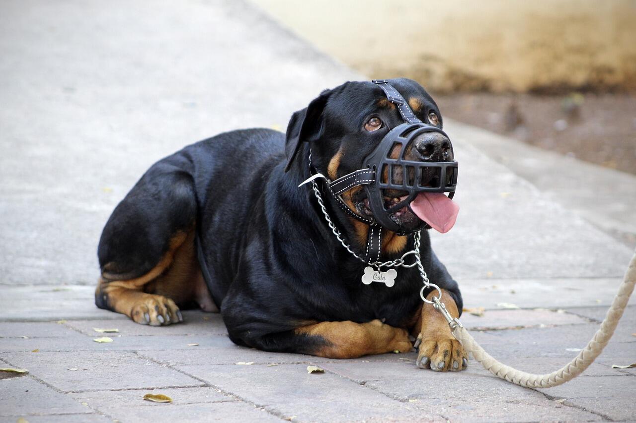 Hund mit Maulkorb und Leine.